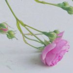 四川鼎之鑫企业管理咨询有限公司